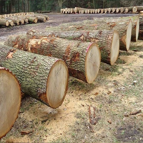 Ash Logs for sale