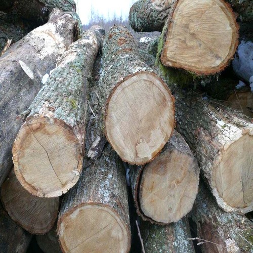 Oak Logs for sale