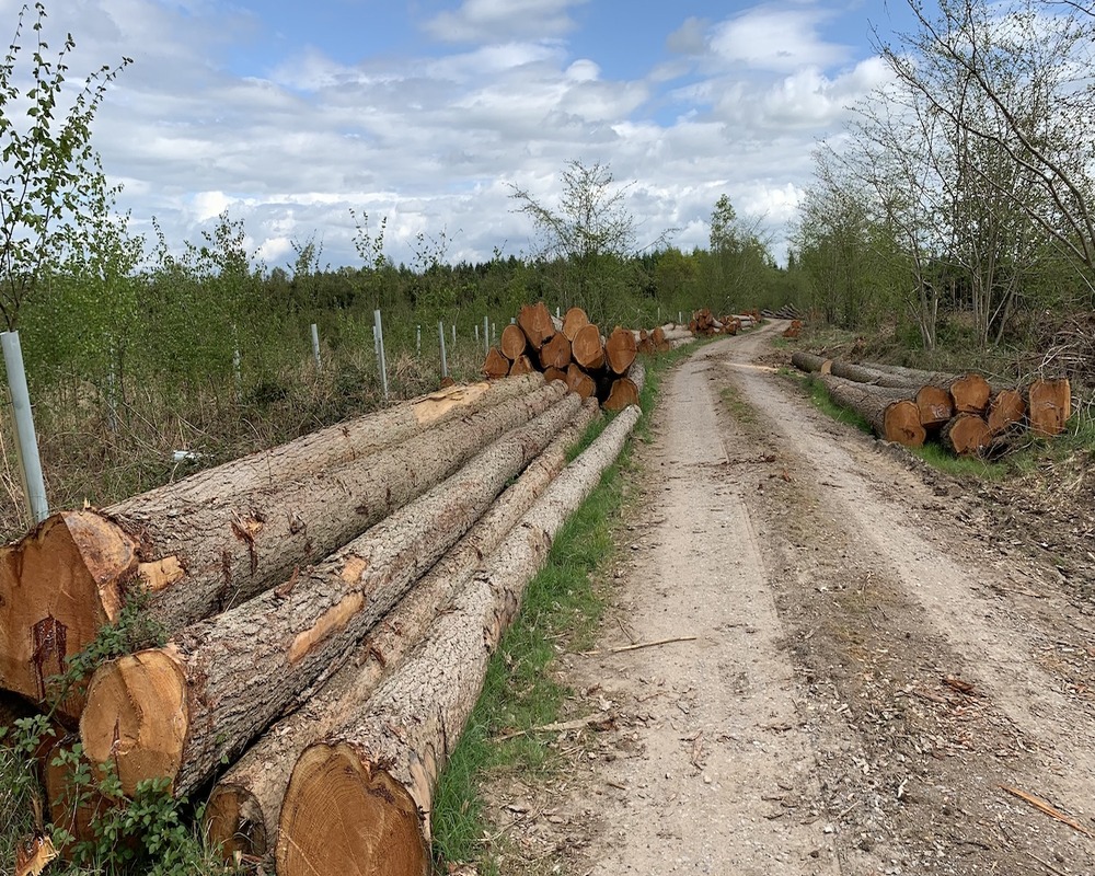 larch logs for sale