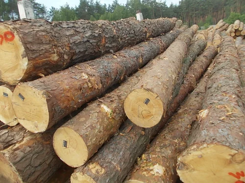 pine logs for sale