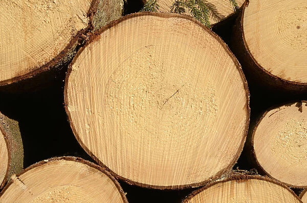 spruce logs for sale